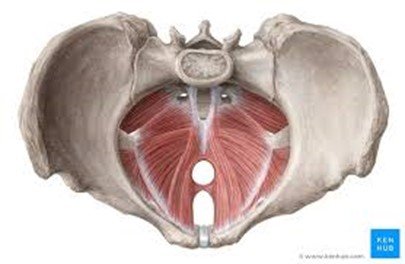 Pelvic Floor Diagram